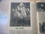 De Gier. 1956, Ophalen of Verzenden, 1940 tot 1960, Knipsel(s)