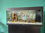 Juwel Aquarium Rio 180 Led met kast, Vis
