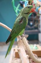 Jonge Alexander Parkiet | Handtam | Rustig, Dieren en Toebehoren, Vogels | Parkieten en Papegaaien, Meerdere dieren, Parkiet, Pratend