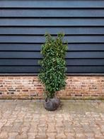 Prunus Lusitanica 'Angustifolia' ❗️🍀 Portugese Laurier 🍀❗️, Tuin en Terras, Planten | Struiken en Hagen, Ophalen, Laurier, 100 tot 250 cm