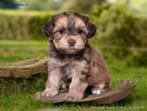 Maltipoo, Boomer, Bolonka, Doodle, Maltezer, Boompoo, Biewer, Dieren en Toebehoren, Parvo, Nederland, Overige rassen, 8 tot 15 weken