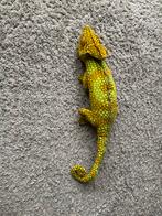 Knuffel Kameleon, Ophalen of Verzenden, Gebruikt, Overige typen