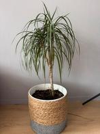 Dracaena marginata plant, Ophalen, Overige soorten, Volle zon