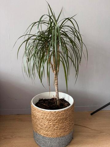 Dracaena marginata plant beschikbaar voor biedingen