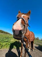Bijrijder / verzorger aangeboden, Dieren en Toebehoren