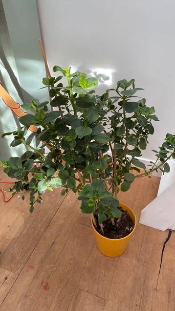 Plant met pot beschikbaar voor biedingen