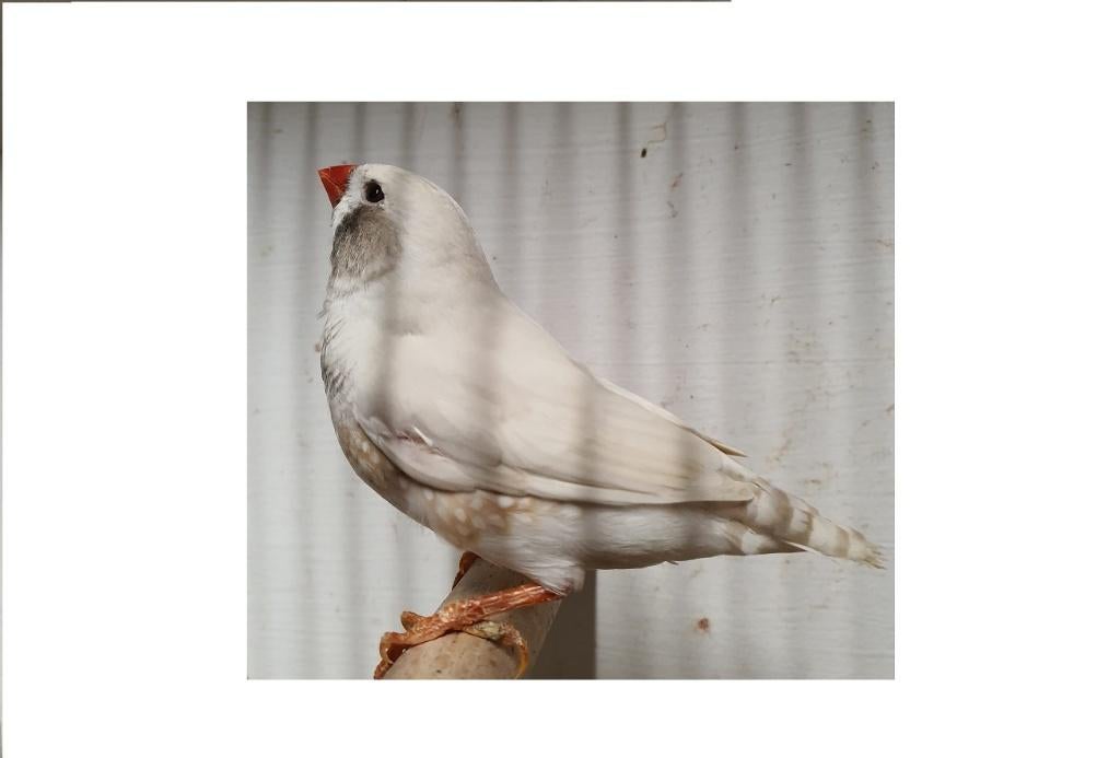 Gezocht forse zebravinken kleur masker en masker zwartwang, Dieren en Toebehoren, Vogels | Overige Vogels, Meerdere dieren