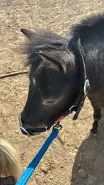 Weide gezocht, Weidegang, 4 paarden of pony's of meer