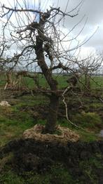 Triomphe de Vienne laagstam 75 jaar, Ophalen, 400 cm of meer, Appelboom, Lente