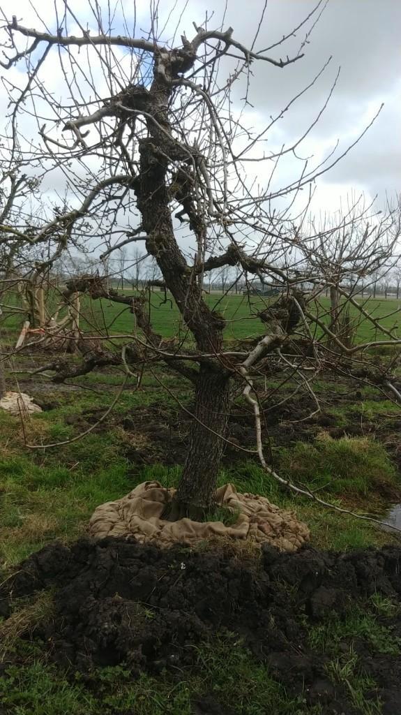 Triomphe de Vienne laagstam 35, Tuin en Terras, Planten | Fruitbomen, Appelboom, 400 cm of meer, Lente, Ophalen