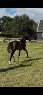 Zeer lieve stoere hoogbenige dressuurhengst van Extreme U.S., Dieren en Toebehoren, Dressuurpaard, 0 tot 2 jaar, Hengst, 170 tot 175 cm