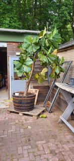 Grote ficus plant te koop, Ophalen of Verzenden, Volle zon, Overige soorten