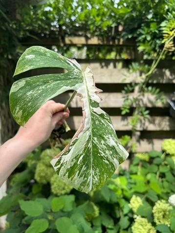 Laatste monstera variagata tussenstekken beschikbaar voor biedingen