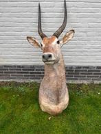 kop  waterbok, Ophalen