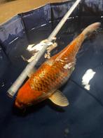 Aka Matsuba Japanse koi, Karper of Koi