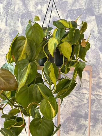 Hangplant: Philodendron “Brasil” beschikbaar voor biedingen