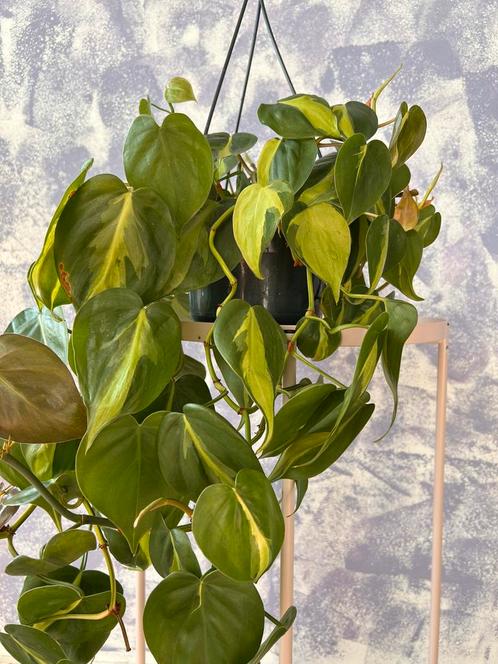 Hangplant: Philodendron “Brasil”, Huis en Inrichting, Kamerplanten, Overige soorten, Minder dan 100 cm, Groene kamerplant, Halfschaduw