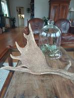 2 x Afwerpstang Gewei Hert Ree Brocante Landelijk, Ophalen of Verzenden