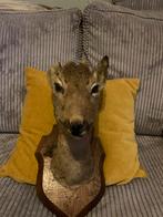 Opgezet hertenhoofdje, Verzamelen, Ophalen of Verzenden, Gebruikt, Hert, Opgezet dier