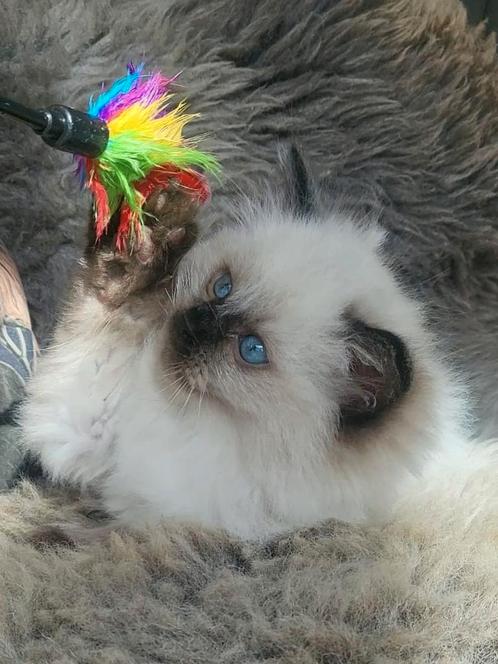 Raszuivere ragdoll kittens, Dieren en Toebehoren, Katten en Kittens | Raskatten | Langhaar, Kater, Gechipt, Ontwormd