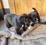Toller ( duck tolling retriever ) X Border Collie pups, België, Particulier, Overige rassen, 8 tot 15 weken
