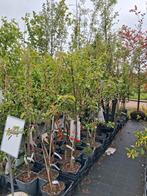 Laagstam en halfstam fruitbomen appel peer pruim kers, Lente, In pot, Ophalen of Verzenden, Appelboom
