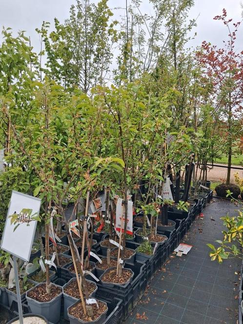 Laagstam en halfstam fruitbomen appel peer pruim kers, Tuin en Terras, Planten | Fruitbomen, Appelboom, 100 tot 250 cm, Halfschaduw