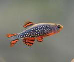 Celestial Pearl Danio / Rasbora Galaxy, Dieren en Toebehoren, Vissen | Aquariumvissen, Vis, Zoetwatervis