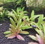 Hygrophila Polysperma "Sunset", Ophalen, Zo goed als nieuw, Plant(en), Steen of Hout