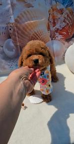 Toypoodle / Toy poodle / Toypoedel / Toy poedel / pups, Dieren en Toebehoren, Honden | Chihuahua's en Gezelschapshonden, Poedel