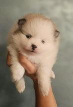 Toy Pomeranian reutje-wit/créme, Reu, 8 tot 15 weken, Eén hond, Nederland