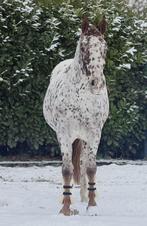 Prachtige 4-jarige Appaloosa – ca. 1.63 m, Dieren en Toebehoren, Paarden, B, Ruin, 3 tot 6 jaar, Gechipt