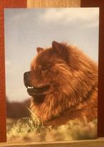 Ansichtkaart hond Chow chow, Verzenden, Ongelopen, Hond of Kat