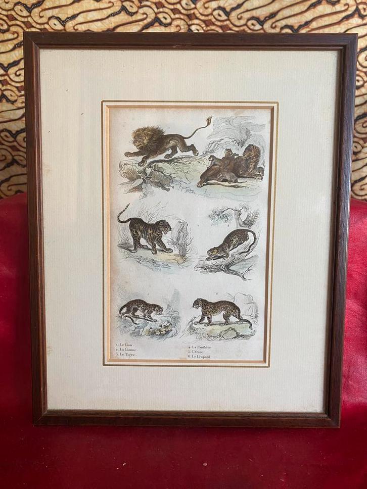 ANTIEKE PRENT MET AFBEELDING GROTE KATACHTIGEN., Verzamelen, Foto's en Prenten, Gebruikt, Prent, Dier, Voor 1940, Ophalen of Verzenden