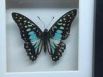 vlinder Graphium Doson, Ophalen of Verzenden, Nieuw, Overige soorten, Opgezet dier