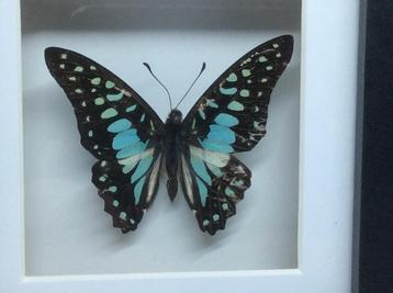 vlinder Graphium Doson beschikbaar voor biedingen