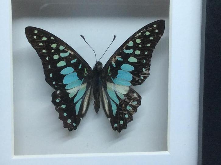 vlinder Graphium Doson, Verzamelen, Dierenverzamelingen, Nieuw, Opgezet dier, Overige soorten, Ophalen of Verzenden