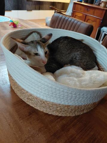 Oosterse korthaar kitten nog 1 katertje beschikbaar  beschikbaar voor biedingen
