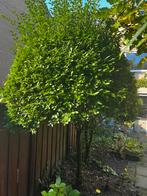 Liguster boom - nu goeie tijd om te verplaatsen, Tuin en Terras, Planten | Bomen, Ophalen, Volle zon, Overige soorten, 100 tot 250 cm