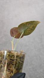 Alocasia Cuprea Gold Variegata, Ophalen of Verzenden, Halfschaduw, Minder dan 100 cm