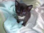 NOG VIER PRACHTIGE KRUISING KITTENS ZOEKEN EEN GOED, Dieren en Toebehoren, Katten en Kittens | Overige Katten, Meerdere dieren