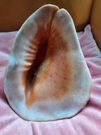Grote schelp - Decoratief Object cassis cornuta 24-24-19 cm, Ophalen of Verzenden, Overige typen
