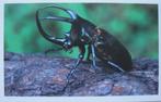 plaatje van neushoornkever - actie Deen uit 2008, Deen, Ophalen of Verzenden