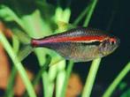 Hyphessobrycon amapaensis - Driebandzalm - Koidream, Dieren en Toebehoren, Vissen | Aquariumvissen, Vis, Zoetwatervis