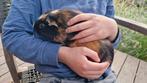 Lief cavia mannetje beertje, Dieren en Toebehoren, Knaagdieren, April, Mannelijk, Cavia