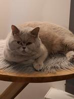 Britse korthaar lilac, Dieren en Toebehoren, Katten en Kittens | Raskatten | Korthaar, Poes, Met stamboom
