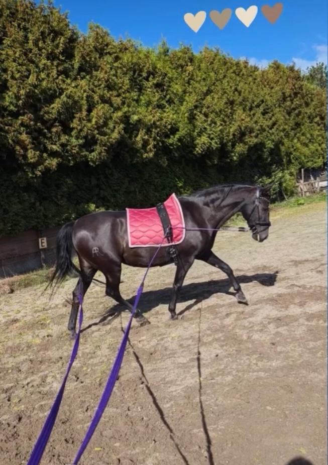 Verzorger/verzorgster gezocht dorst, Dieren en Toebehoren, Paarden en Pony's | Dekens en Dekjes, Nieuw, Ophalen of Verzenden