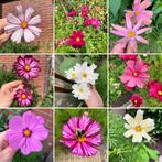 Cosmos Cosmea zaden mix, Verzenden, Voorjaar, Volle zon, Zaad