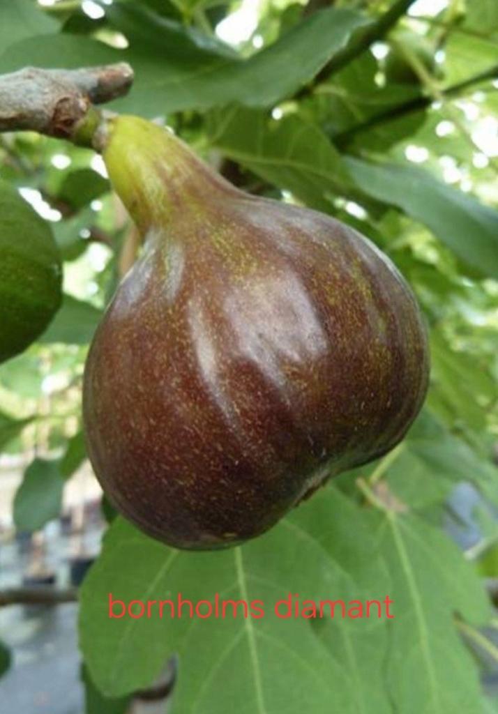 Vijgen stekken ras : Bornholms diamant, Tuin en Terras, Planten | Fruitbomen, Minder dan 100 cm, Ophalen of Verzenden
