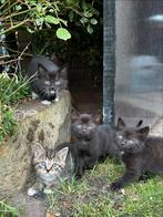 Prachtige Tamme Boerderij Kittens, Dieren en Toebehoren, Katten en Kittens | Overige Katten, Meerdere dieren, Kortharig, 0 tot 2 jaar